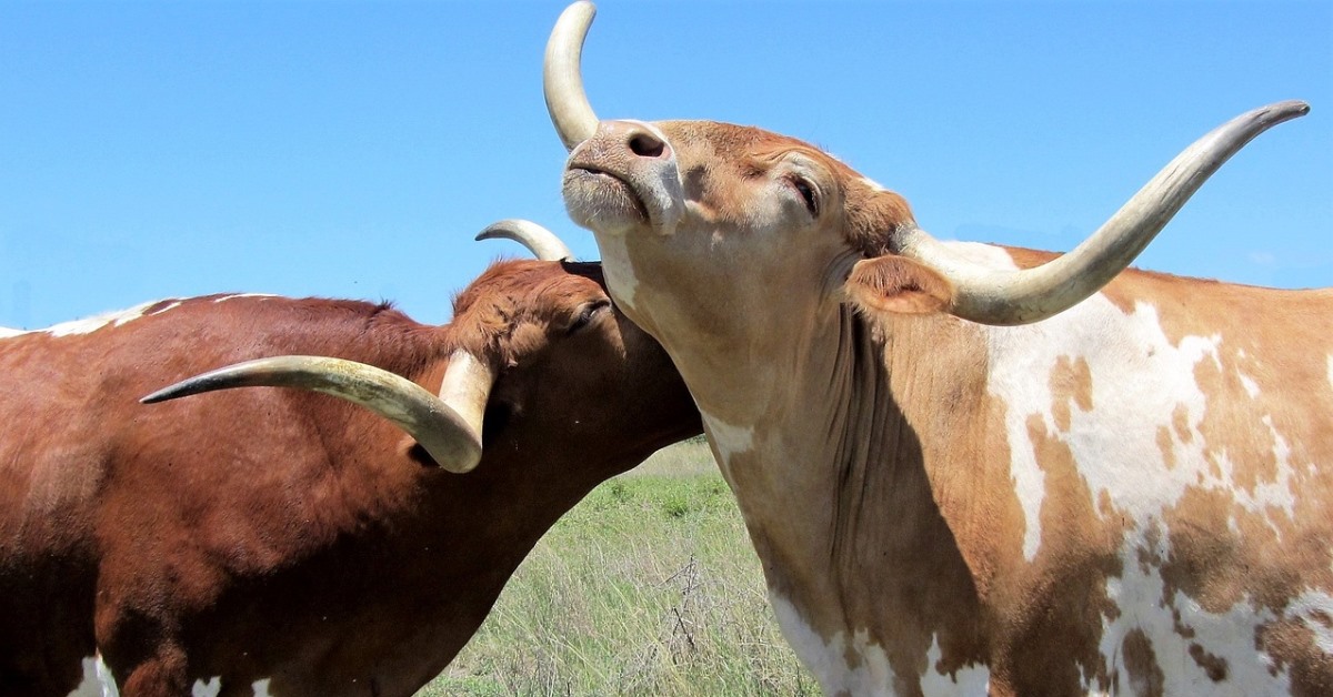 texas longhorn 2386537 1280 1 1200x628 1