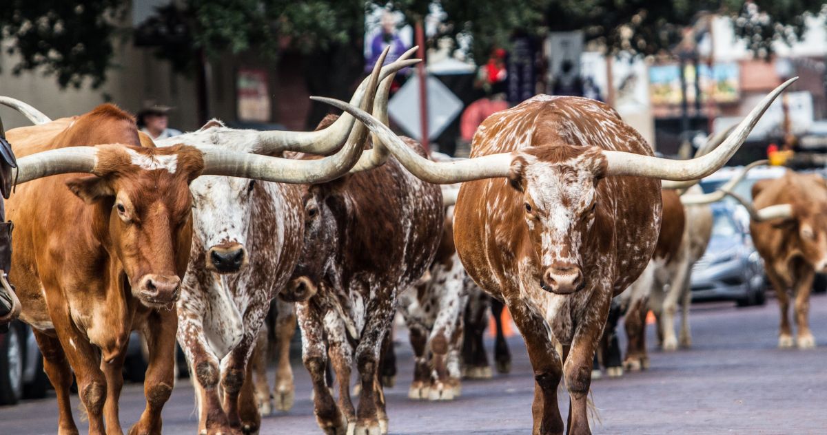 Live from Dallas: The Texas Stock Exchange 2 longhorns walking street freepik 1200x632 1